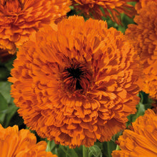 Calendula Petals