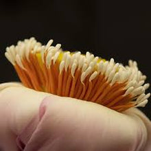 Lotus Stamen 