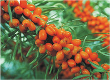 Sea Buckthorn