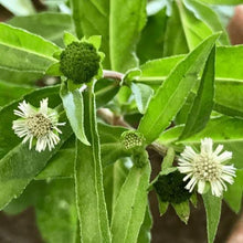 Bhringraj