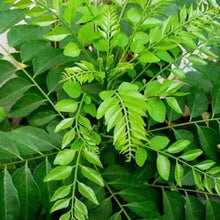  Curry Leaves