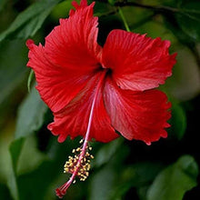 Fresh Hibiscus