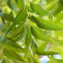 Neem