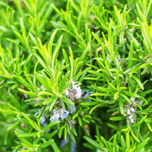 Rosemary
